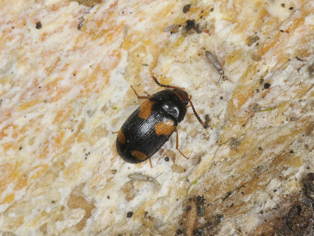 Mycetophagus quadripustulatus